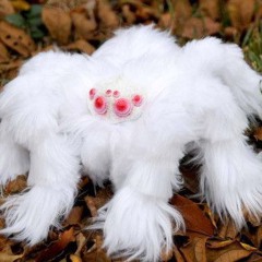 *Minecraft spider noises*