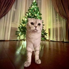 СМН, lida-хоум видео