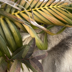 Marie Rodrigues-Molesi