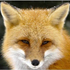Fox lol