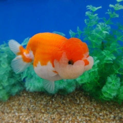 каринасамсонкешью