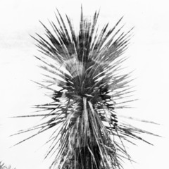 Gaeltha