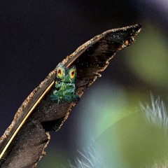 omicles mithian