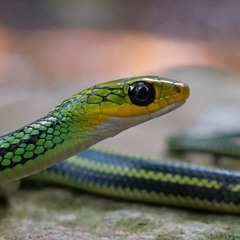 Naja Mossambica