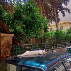 فاطم شعبان
