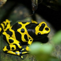 Frog Friends