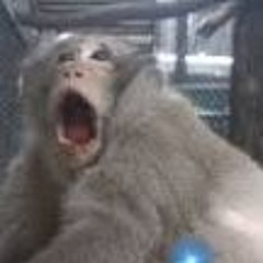 Fat Monke