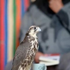 صفي ناصر عطيه