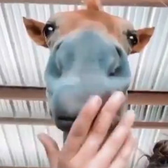 Fuck off Nigga