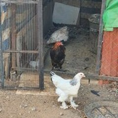 יהודה ננח הלוי