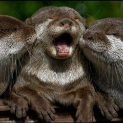 otter