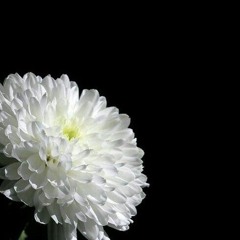 (⁠✿⁠^⁠‿⁠^⁠)