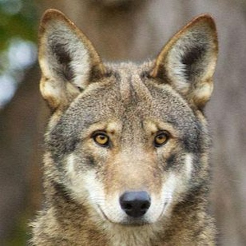 Rabid Wolfdog’s avatar