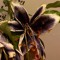 LilyFlowerHouse