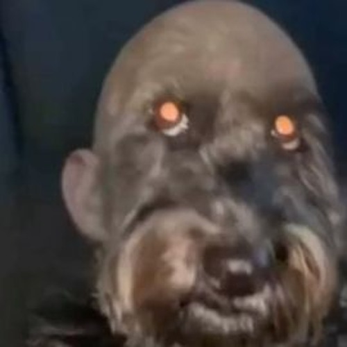 Retarded Dog Video