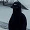 _engele