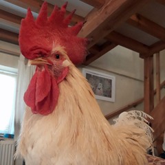 HUGE HARD COCK