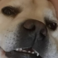 Dangeon Master