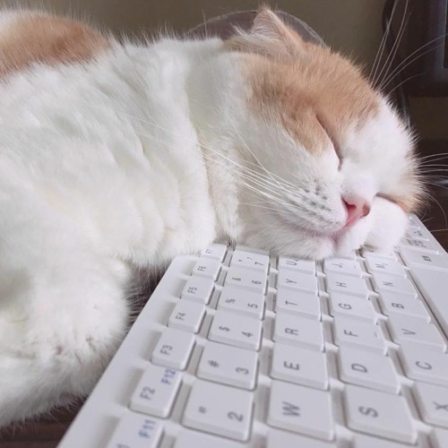 Stream Sleeping Cat music | Listen to songs, albums, playlists for free on  SoundCloud