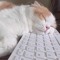 Sleeping Cat
