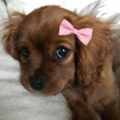 ⠀⠀    ꒰͏ ρ𝗋𝗂𐓣𝖼𝖾𝗌𝗌 ! ꒱