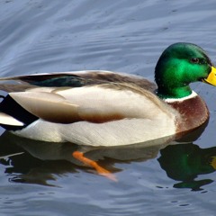Bpacinodabambino