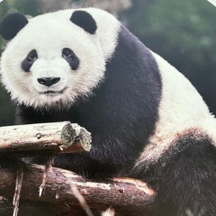 Marcel_