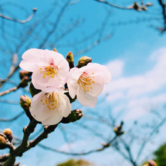 Matsuo Mizuki