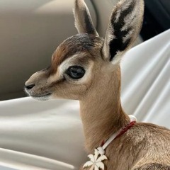 GHZAYEL.| ALQHTANI 🦌•