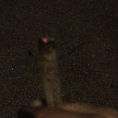 Mike_sherm_is.my_master