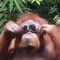 Brad monkey