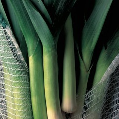 greenleeks