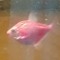 red fish🍰🐟