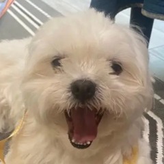 JigglewapperTiggletapper