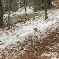 Pi “Galaksi” jp43