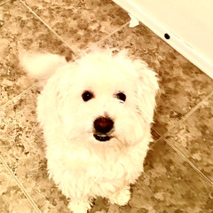 ugly dog