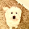 ugly dog