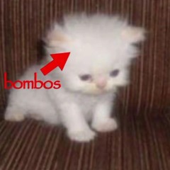 𝐒𝐥𝐞𝐧𝐝𝐚 ✰