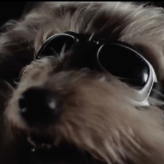 Dr. Y. DizzyW
