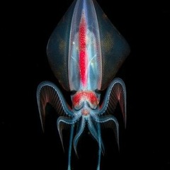 Fractal Squid