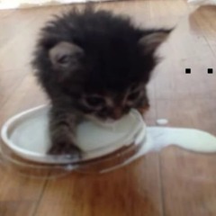 not a mouse anymore