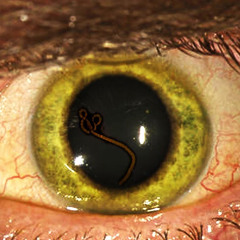 ZombieM.O.B ( New Illuminati Musik )