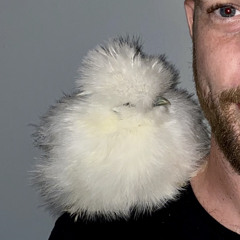 🐓