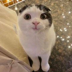 まるお