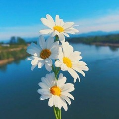 s.d
