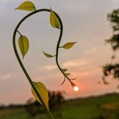 عبودى ويحيي