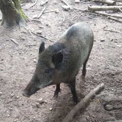 Oink