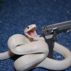 ArmieWarmie