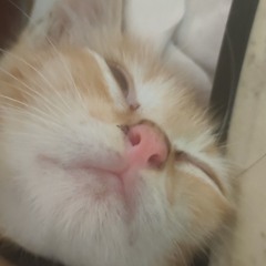weirdcatto