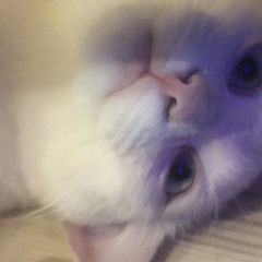 saba;3